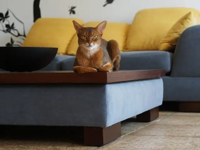 Koniec z drapaniem! Tkaniny obiciowe odporne na kocie pazury