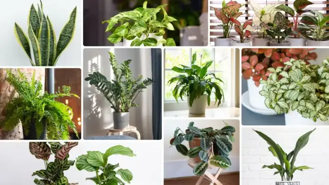Rośliny do cienia: TOP gatunki, które ożywią każde wnętrze