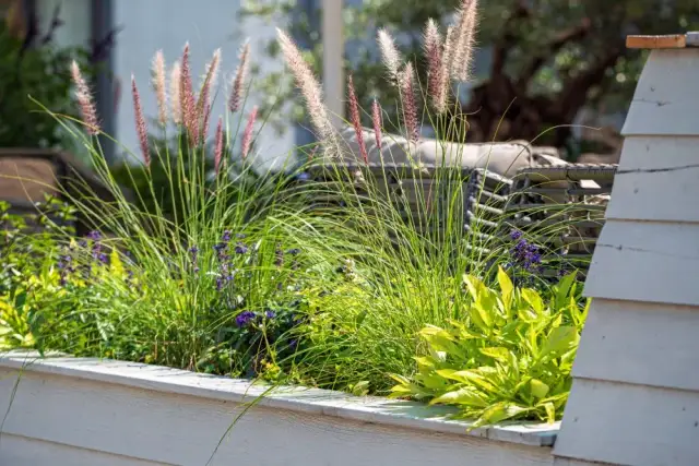 Najlepsze trawy do donic na taras – piękne i łatwe w pielęgnacji