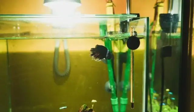 Jaką grzałkę do akwarium 60l wybrać, aby uniknąć problemów?