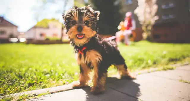 Jak wytresować yorka skutecznie: kompletny poradnik od podstaw i rady eksperta