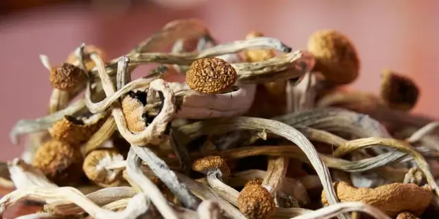 Jak używać grzybów psylocybinowych? Bezpieczeństwo, prawo, dawki