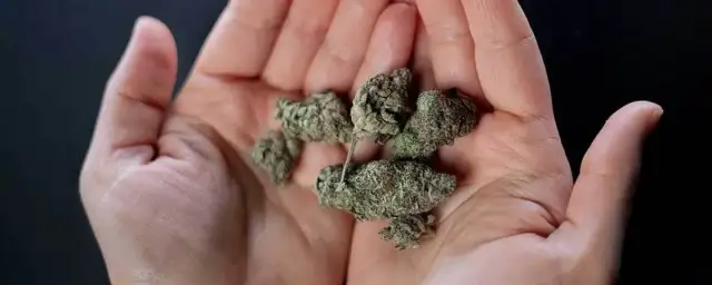 Czy można brać leki i palić marihuanę? Sprawdź ryzyko dla zdrowia