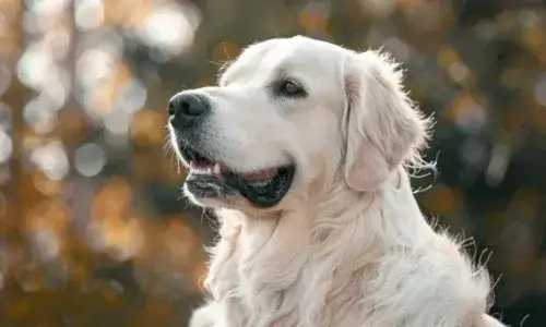 Ile ruchu potrzebuje Golden Retriever? Pełny poradnik dla opiekuna