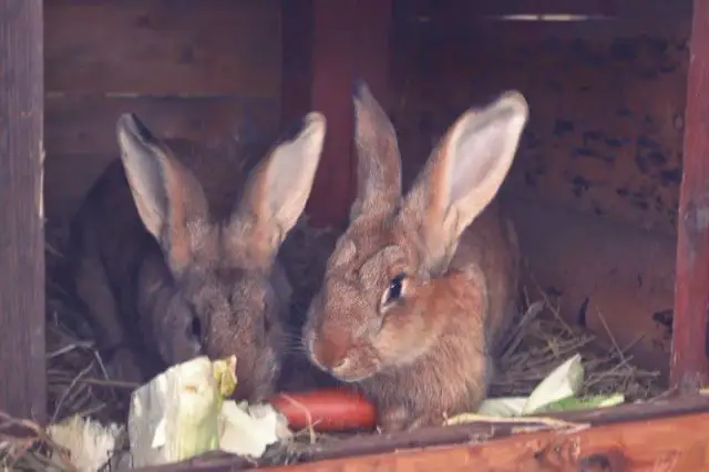 Czy hodowla królików się opłaca? Sprawdź koszty i zyski hodowli