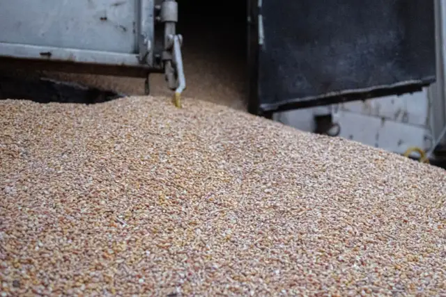 Dlaczego zboże z Ukrainy zalewa Polskę i co to oznacza dla rolników?