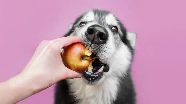 Czy pies może jeść jabłko ze skórką? Sprawdź, co musisz wiedzieć
