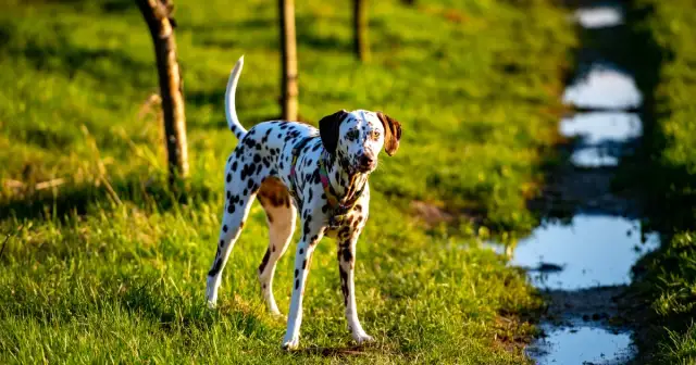 Gdzie na spacer z psem w Krakowie? Odkryj najlepsze miejsca dla psów