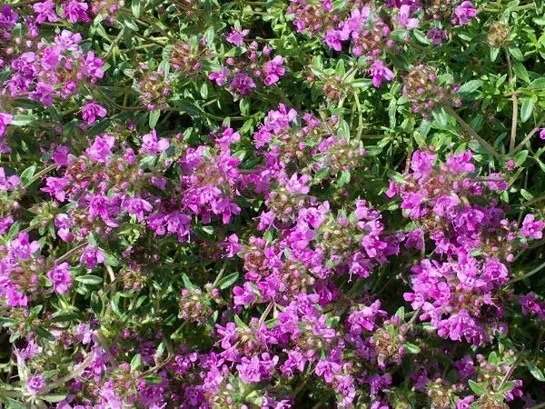 Kiedy siać nasiona macierzanki? Optymalne terminy i porady