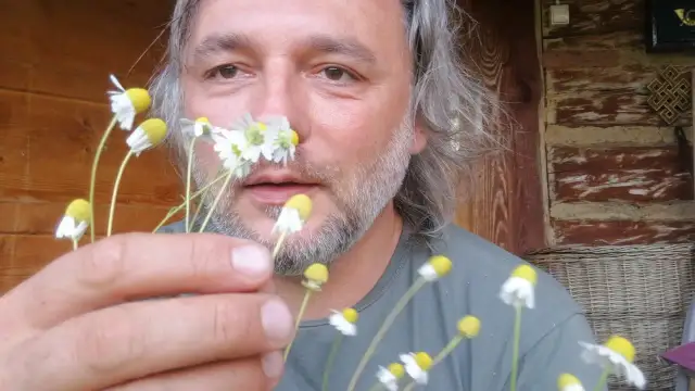 Jak odróżnić rumianek od chwastów? Sprawdź zapach i dno kwiatowe!