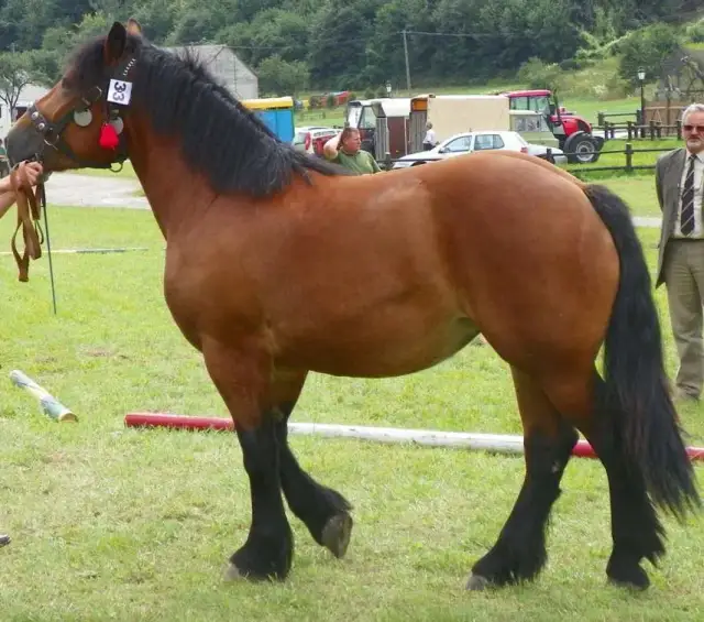 Czy koń jest parzystokopytny? Odkryj prawdę o jego klasyfikacji