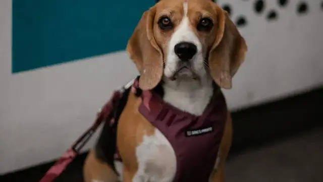 Ile kosztuje drugie szczepienie szczeniaka? Sprawdź, zanim zapłacisz