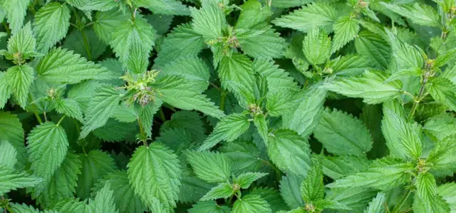 Nawóz z pokrzywy co zawiera: cenne składniki dla zdrowych roślin