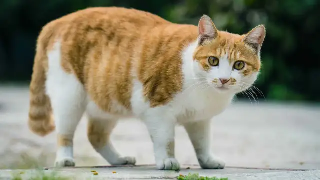 Jak odchudzać kota: skuteczne metody na zdrową utratę wagi