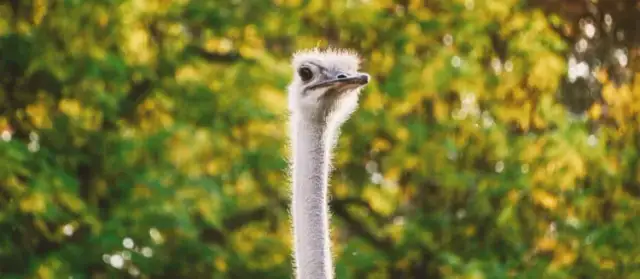 Jak szybko biega struś? Odkryj jego niesamowite prędkości i wytrzymałość