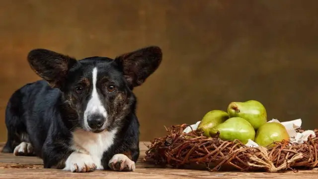 Czy pies może jeść gruszki? Dowiedz się, jak je podawać bezpiecznie
