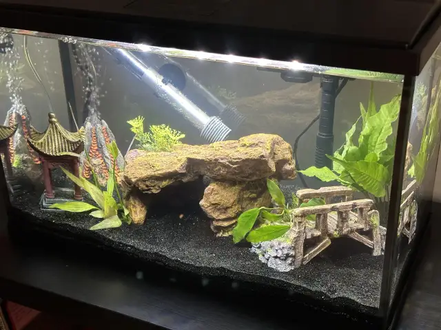 Jak przygotować akwarium: uniknij najczęstszych błędów i problemów