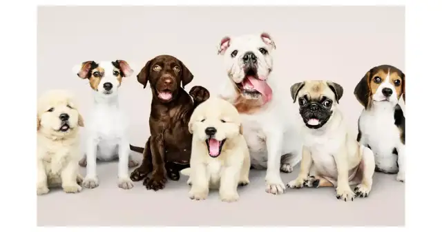 Jaki pies do mieszkania w bloku: idealne rasy dla Twojego komfortu