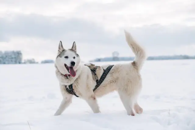 Jakie szelki dla husky zapewnią komfort i bezpieczeństwo Twojemu psu