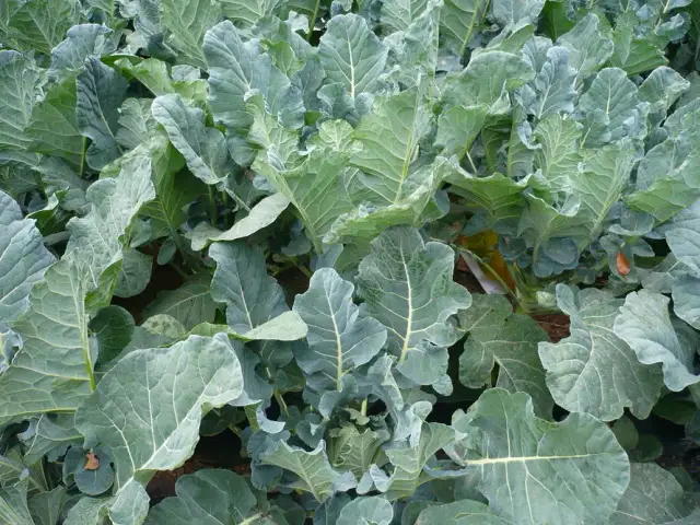 Co sadzić w styczniu? Najlepsze warzywa i rośliny do uprawy