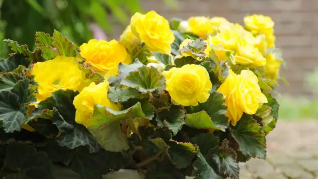 Jak sadzić begonie: proste kroki dla zdrowych i pięknych roślin