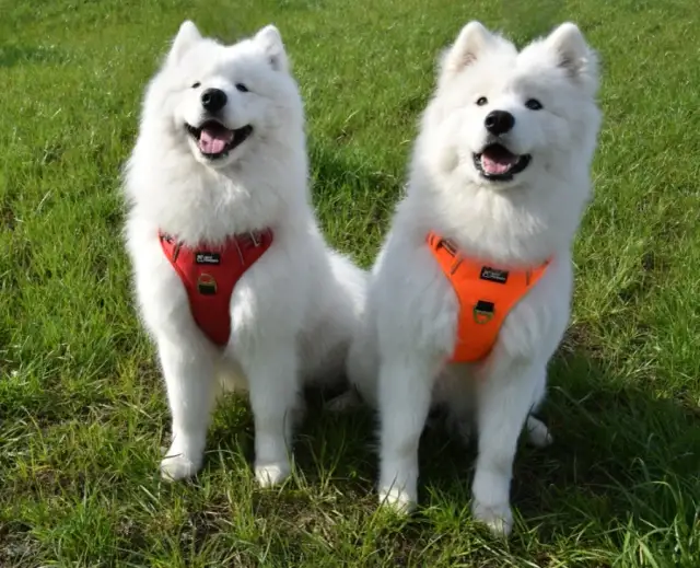 Jak założyć szelki Trixie? Poradnik krok po kroku + regulacja!