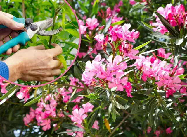 Jak przycinać oleander na zimę? Poradnik krok po kroku