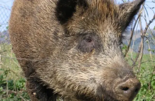 Ile kosztuje dzik w skupie? Poznaj ceny i kluczowe czynniki wpływające na wartość