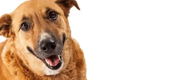 Czy pies może jeść zboże? Sprawdź, co może mu zaszkodzić