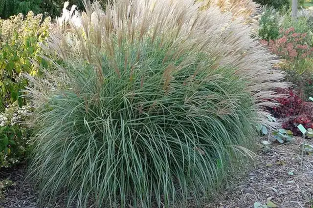 Trawa do ogrodu: Jak wybrać idealną i uniknąć błędów?