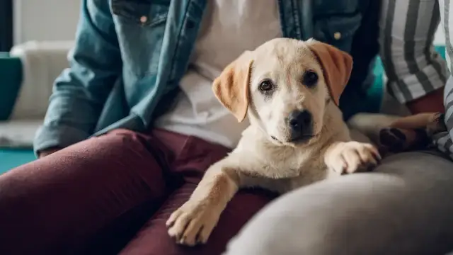 Szczeniak idealny? Skuteczna tresura krok po kroku bez kar!