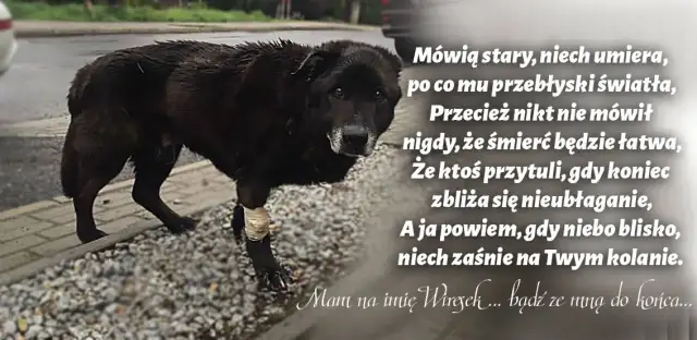 Tęczowy most: Wzruszające cytaty o psach, które odeszły