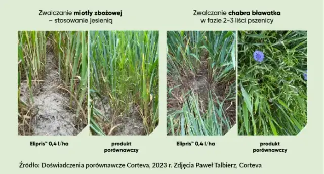 Chwast zbożowy: jak skutecznie zwalczyć miotłę w uprawach zbożowych