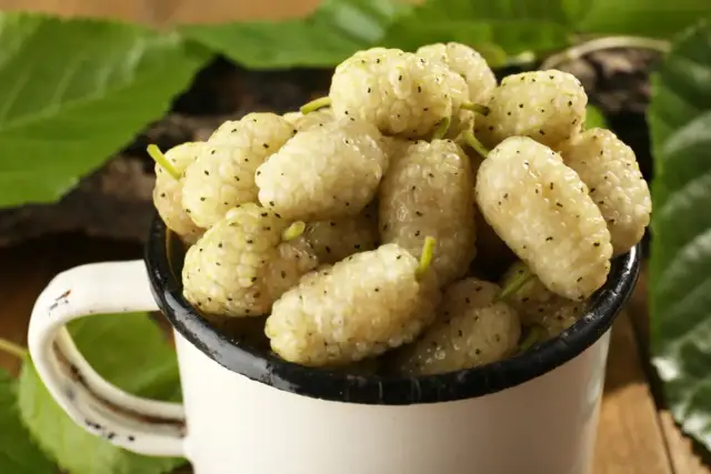 Biała morwa w kubku, z liśćmi w tle. Podobno wspiera tarczycę.