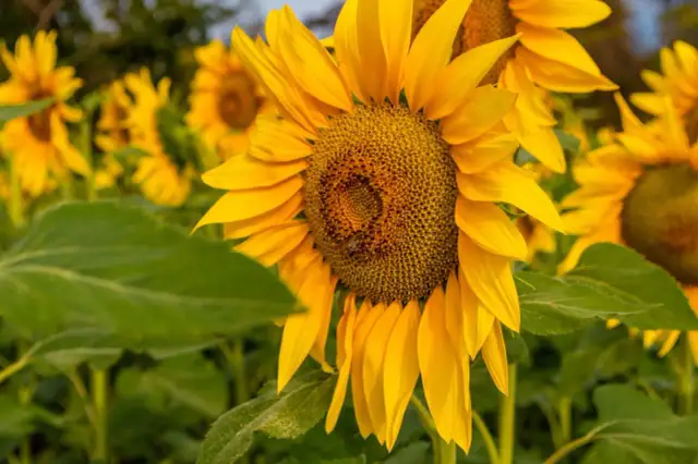 Kiedy sadzi się słoneczniki? Poznaj najlepszy czas na siew