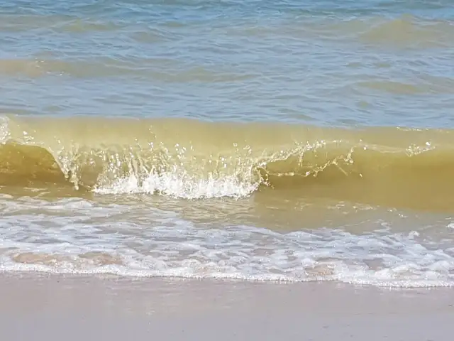 Jak wyglądają sinice w Bałtyku? Zaskakujące cechy i kolory
