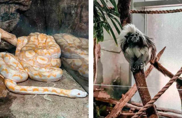 Oceanarium węgry - najlepsze atrakcje i tajemnice w Budapeszcie