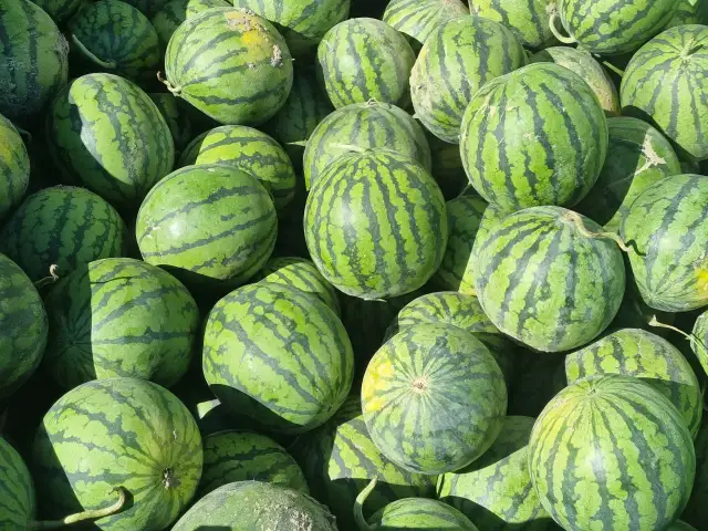 Kiedy jest sezon na arbuzy? Sprawdź, kiedy są najsmaczniejsze!