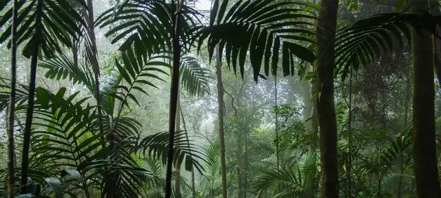 Oświetlenie UVB dla ptaków: Konieczność czy mit? Pełny poradnik
