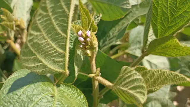 Jak kwitnie soja: kluczowe warunki i błędy, które warto unikać