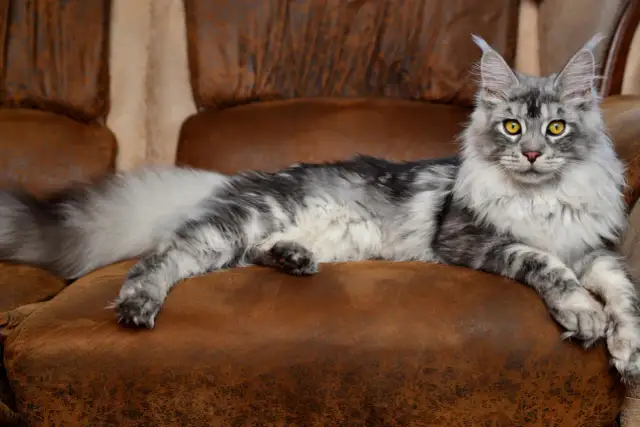 Piękny kot rasy Maine Coon, który może żyć nawet 15 lat, wyleguje się na brązowej kanapie.