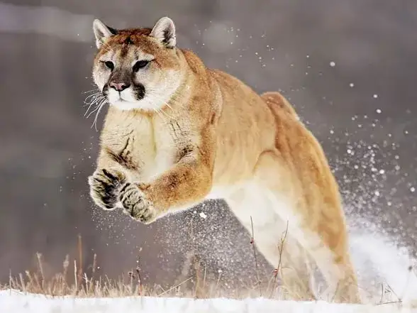 Ile kosztuje puma z hodowli? Sprawdź ceny i ważne informacje