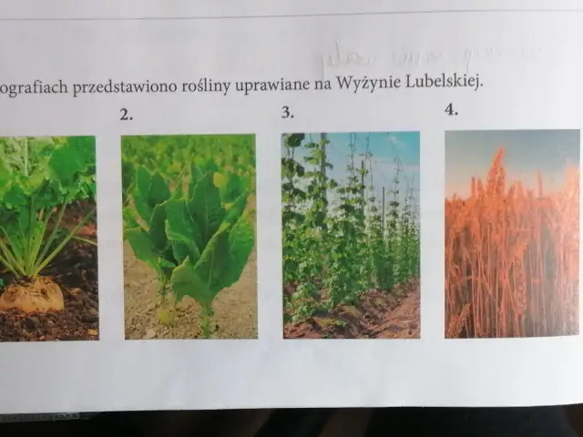 Co uprawia się na wyżynie lubelskiej? Poznaj najważniejsze rośliny
