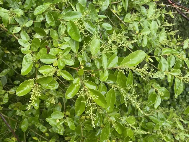 Jaki nawóz do ligustra? Odkryj najlepsze opcje dla zdrowego wzrostu