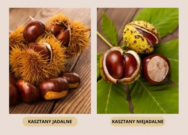 Czy pies może jeść kasztany? Dowiedz się, co może mu grozić