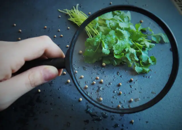 Kolendra: Na co pomaga? Odkryj jej moc w kuchni i dla zdrowia