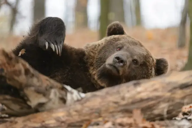 Czy na Babiej Górze są niedźwiedzie? Rzadkie spotkania i bezpieczeństwo