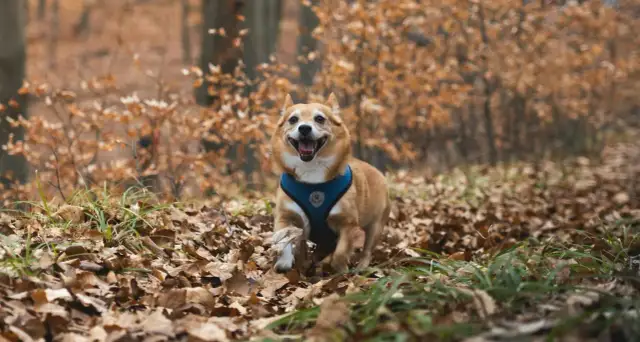 Ochrona psa przed kleszczami: Tabletki, krople, obroże wybierz najlepszą!