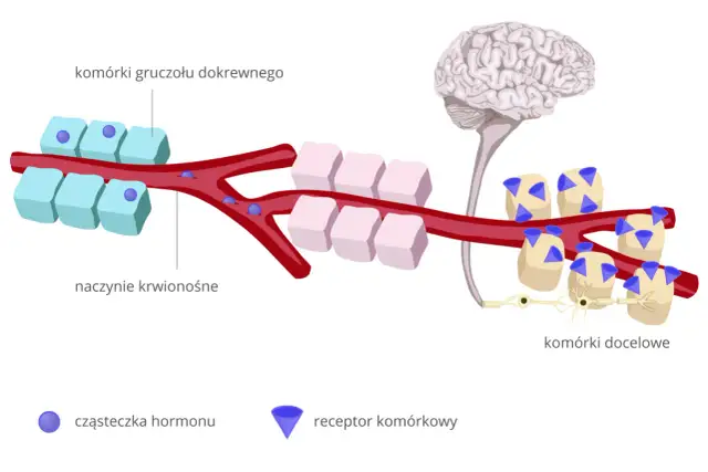 Ilustracja pokazuje, jak hormony z gruczołów dokrewnych krążą we krwi, docierając do komórek docelowych. To kluczowy mechanizm, który pomaga zrozumieć, jak uspokoić układ nerwowy.