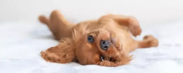 Odrobaczenie szczeniaka: Ile kosztuje i kiedy to zrobić?